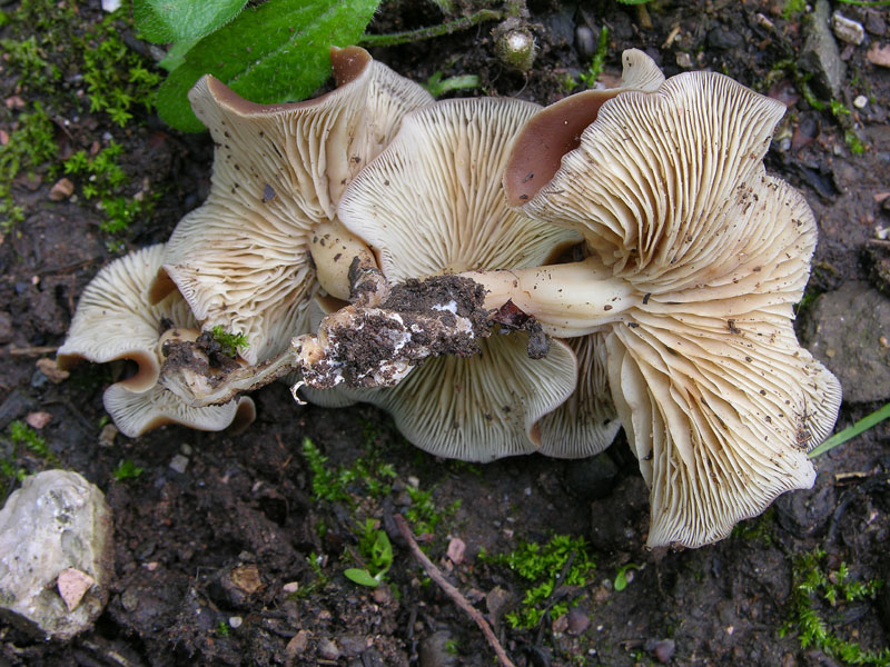 Gymnopus acervatus (Fr.) Murrill